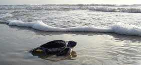 volunteer in costa-rica